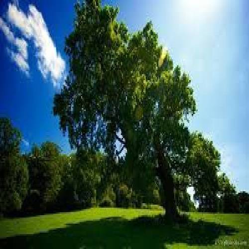 پرویز قهرمانی جدایی